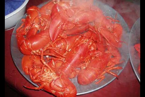 Steamed Maine lobsters, ready to eat. Credit: Cecilia Talopp/Marine Photobank
